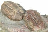Two Austerops Trilobites - Jorf, Morocco #362874-5